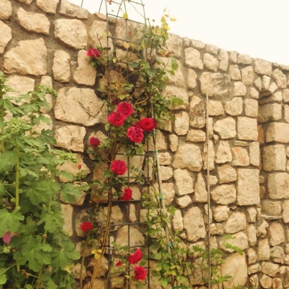 Meet your Posher, Isabella - Picture 1 of 1